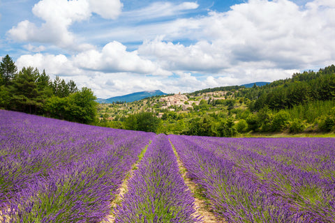Weine aus Frankreich
