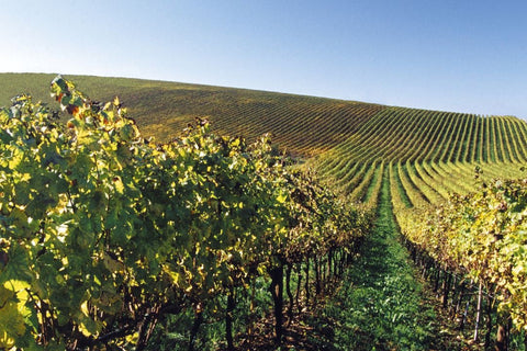 Weingut Cielo e Terra