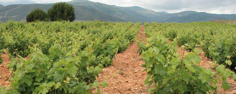 Weingut Collosorbo